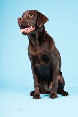 güzel kahverengi labrador retriever açık mavi renkli izole. Stüdyo vurdu.