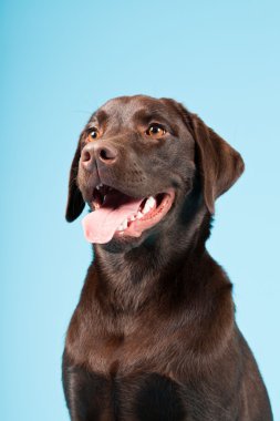 güzel kahverengi labrador retriever açık mavi renkli izole. Stüdyo vurdu.