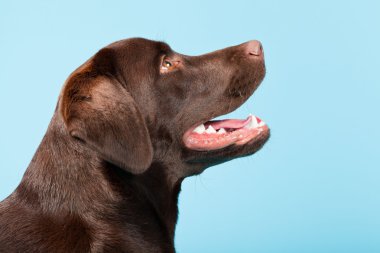 güzel kahverengi labrador retriever açık mavi renkli izole. Stüdyo vurdu.