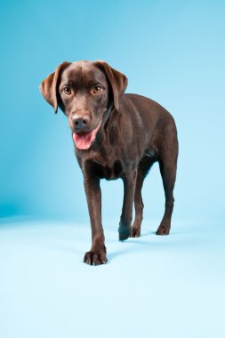 güzel kahverengi labrador retriever açık mavi renkli izole. Stüdyo vurdu.