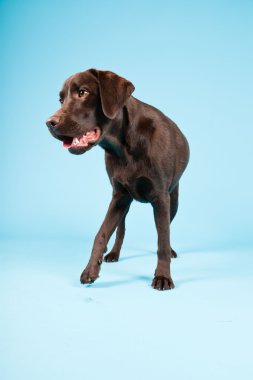 güzel kahverengi labrador retriever açık mavi renkli izole. Stüdyo vurdu.