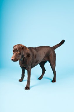 güzel kahverengi labrador retriever açık mavi renkli izole. Stüdyo vurdu.