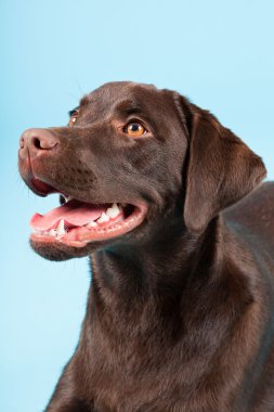 güzel kahverengi labrador retriever açık mavi renkli izole. Stüdyo vurdu.