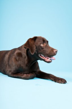 güzel kahverengi labrador retriever açık mavi renkli izole. Stüdyo vurdu.