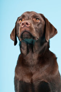 güzel kahverengi labrador retriever açık mavi renkli izole. Stüdyo vurdu.