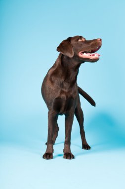 güzel kahverengi labrador retriever açık mavi renkli izole. Stüdyo vurdu.