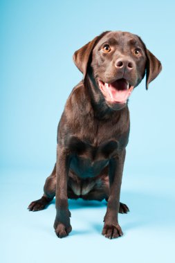 güzel kahverengi labrador retriever açık mavi renkli izole. Stüdyo vurdu.