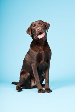 güzel kahverengi labrador retriever açık mavi renkli izole. Stüdyo vurdu.