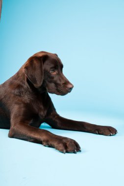 güzel kahverengi labrador retriever açık mavi renkli izole. Stüdyo vurdu.