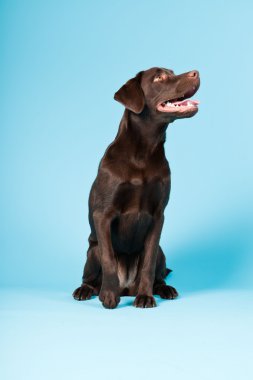 güzel kahverengi labrador retriever açık mavi renkli izole. Stüdyo vurdu.