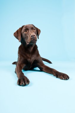 güzel kahverengi labrador retriever açık mavi renkli izole. Stüdyo vurdu.