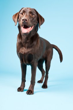 güzel kahverengi labrador retriever açık mavi renkli izole. Stüdyo vurdu.