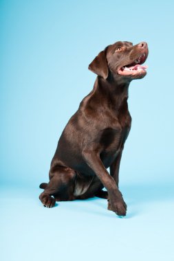 güzel kahverengi labrador retriever açık mavi renkli izole. Stüdyo vurdu.