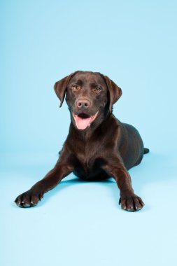 güzel kahverengi labrador retriever açık mavi renkli izole. Stüdyo vurdu.