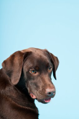 güzel kahverengi labrador retriever açık mavi renkli izole. Stüdyo vurdu.