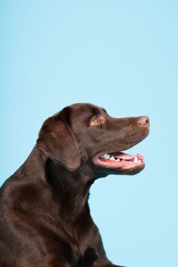 güzel kahverengi labrador retriever açık mavi renkli izole. Stüdyo vurdu.