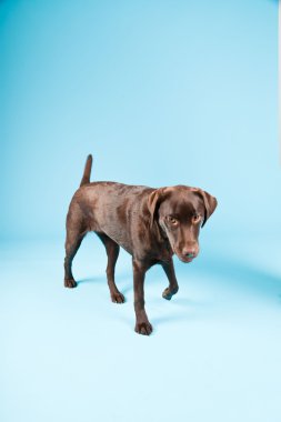 güzel kahverengi labrador retriever açık mavi renkli izole. Stüdyo vurdu.