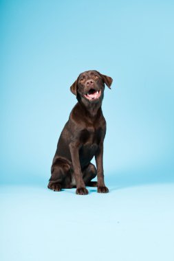 güzel kahverengi labrador retriever açık mavi renkli izole. Stüdyo vurdu.