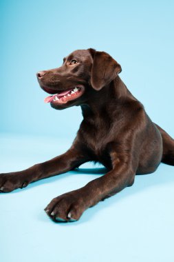 güzel kahverengi labrador retriever açık mavi renkli izole. Stüdyo vurdu.