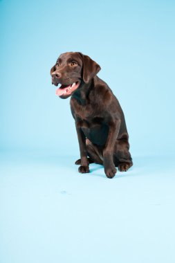 güzel kahverengi labrador retriever açık mavi renkli izole. Stüdyo vurdu.