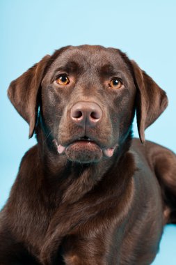 güzel kahverengi labrador retriever açık mavi renkli izole. Stüdyo vurdu.