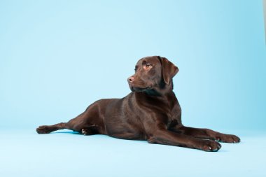 güzel kahverengi labrador retriever açık mavi renkli izole. Stüdyo vurdu.