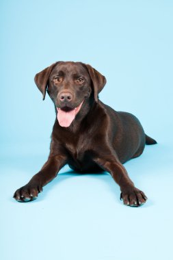 güzel kahverengi labrador retriever açık mavi renkli izole. Stüdyo vurdu.