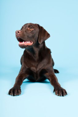 güzel kahverengi labrador retriever açık mavi renkli izole. Stüdyo vurdu.