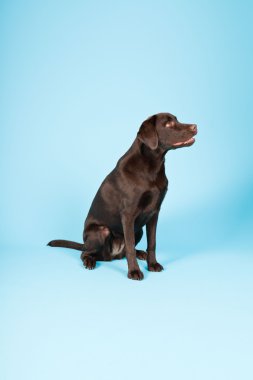 güzel kahverengi labrador retriever açık mavi renkli izole. Stüdyo vurdu.