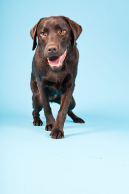 güzel kahverengi labrador retriever açık mavi renkli izole. Stüdyo vurdu.