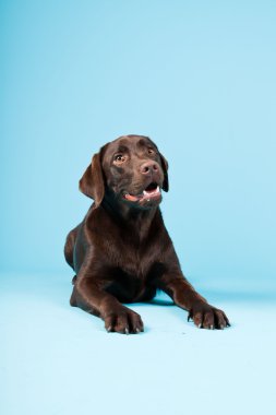 güzel kahverengi labrador retriever açık mavi renkli izole. Stüdyo vurdu.