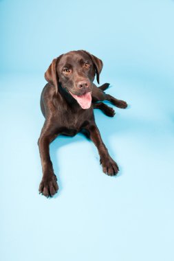 güzel kahverengi labrador retriever açık mavi renkli izole. Stüdyo vurdu.