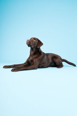 güzel kahverengi labrador retriever açık mavi renkli izole. Stüdyo vurdu.