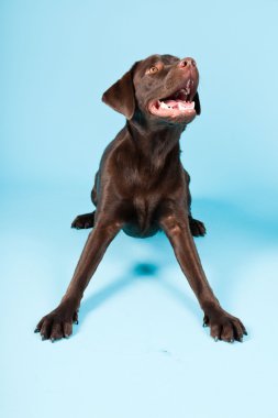 güzel kahverengi labrador retriever açık mavi renkli izole. Stüdyo vurdu.