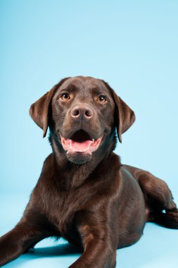 güzel kahverengi labrador retriever açık mavi renkli izole. Stüdyo vurdu.