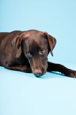 güzel kahverengi labrador retriever açık mavi renkli izole. Stüdyo vurdu.