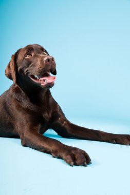 güzel kahverengi labrador retriever açık mavi renkli izole. Stüdyo vurdu.