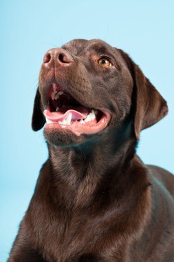 güzel kahverengi labrador retriever açık mavi renkli izole. Stüdyo vurdu.