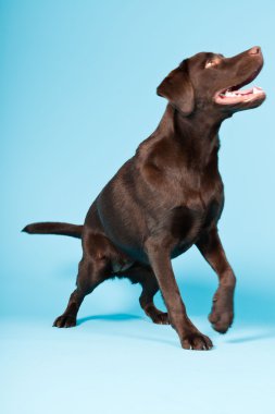 güzel kahverengi labrador retriever açık mavi renkli izole. Stüdyo vurdu.