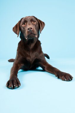 güzel kahverengi labrador retriever açık mavi renkli izole. Stüdyo vurdu.