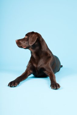 güzel kahverengi labrador retriever açık mavi renkli izole. Stüdyo vurdu.