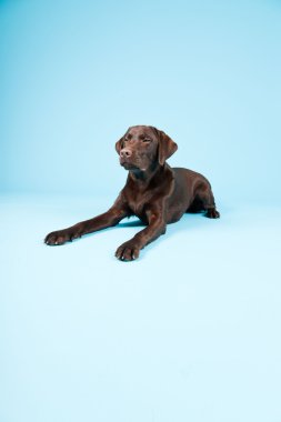 güzel kahverengi labrador retriever açık mavi renkli izole. Stüdyo vurdu.