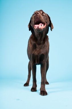 güzel kahverengi labrador retriever açık mavi renkli izole. Stüdyo vurdu.