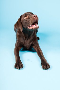 güzel kahverengi labrador retriever açık mavi renkli izole. Stüdyo vurdu.