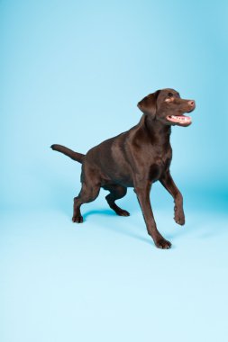 güzel kahverengi labrador retriever açık mavi renkli izole. Stüdyo vurdu.