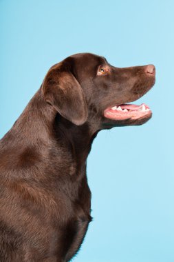 güzel kahverengi labrador retriever açık mavi renkli izole. Stüdyo vurdu.