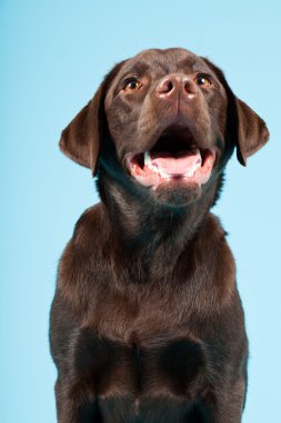 güzel kahverengi labrador retriever açık mavi renkli izole. Stüdyo vurdu.