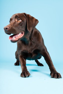 güzel kahverengi labrador retriever açık mavi renkli izole. Stüdyo vurdu.