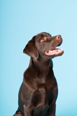 güzel kahverengi labrador retriever açık mavi renkli izole. Stüdyo vurdu.