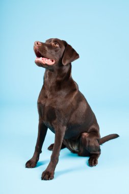 güzel kahverengi labrador retriever açık mavi renkli izole. Stüdyo vurdu.